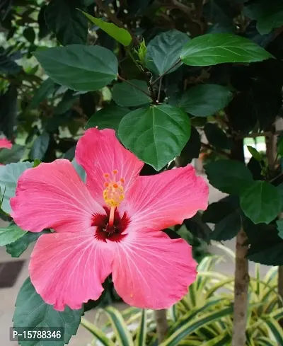 Corofitam_Hibiscus Plant_One Healthy Plant In a Plastic Bag_YPDl-S304