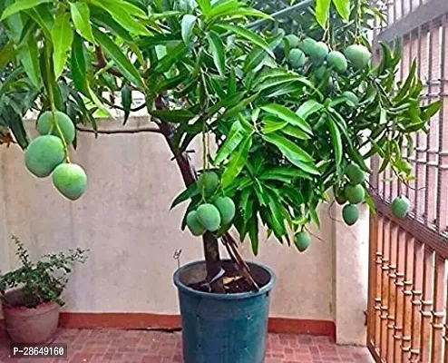 Corofitam Mango Plant Treeland mango plant-thumb2