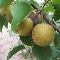 Corofitam Pear Plant Live Pear Fruit Plant-thumb1