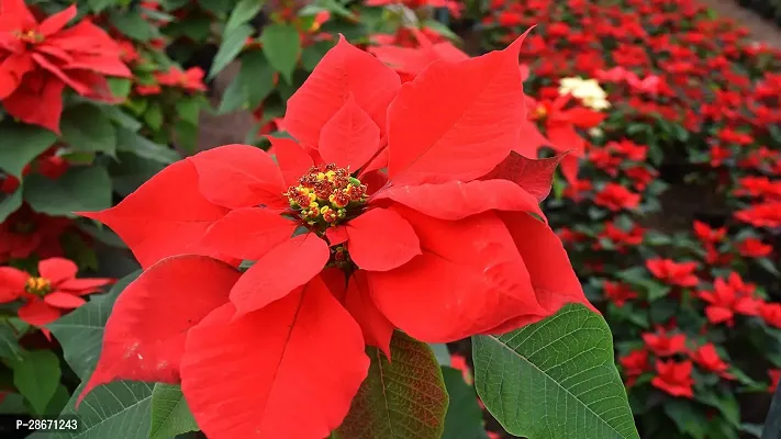 Corofitam Poinsettia Plant Red Rare Poinsettia Live PlantV-4-thumb2