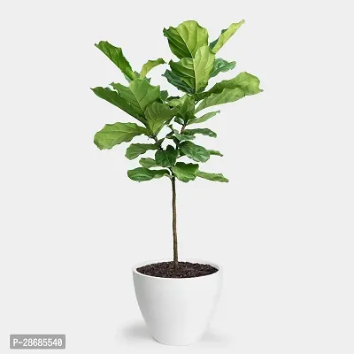 Corofitam Fiddle Leaf Fig Plant Fig Tree, Anjeer Fruit, Common Fig Fruit --thumb0