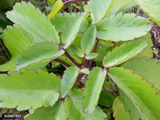 Corofitam Bryophyllum PinnatumPatharchatta Plant KOUYTR-thumb0