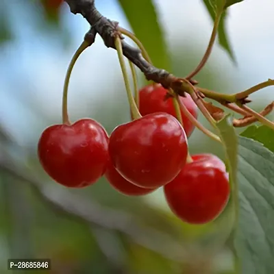 Corofitam Cherry Fruit Plant cherry fruit plant-thumb0