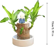 Brazilian Wood Plant,Lucky Wood Plant with Plastic Tray,Easy Care Brazilian Wood Hydroponic Plant,(without Pot)-thumb1