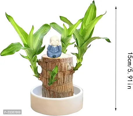 Brazilian Wood Plant,Lucky Wood Plant with Plastic Tray,Easy Care Brazilian Wood Hydroponic Plant,(without Pot)-thumb2