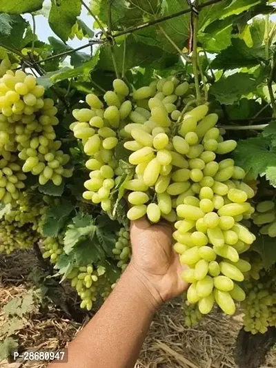 Grapes Plant