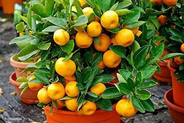 Corofitam Lemon Plant All Seasons Orange Rare Dwarf Vutaney Orange chatuki komola Live PlantPlant Plant (1 Healthy Live Plant)-thumb0