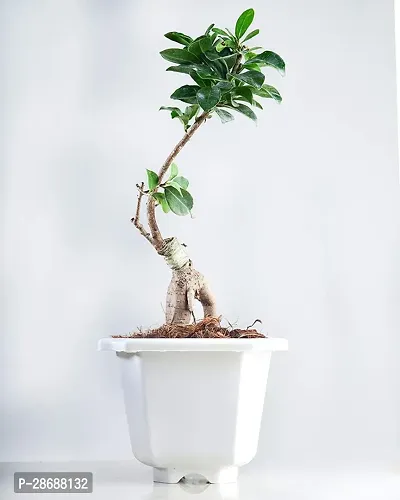 Corofitam Ficus Bonsai Plant GHBN105-thumb0