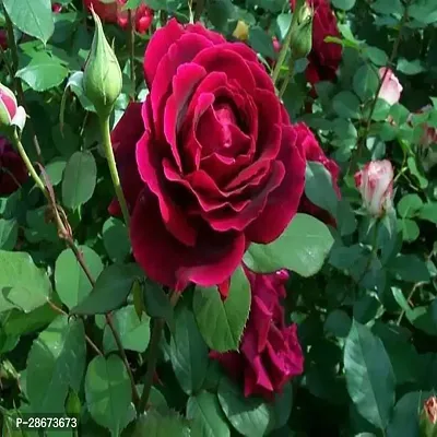 Corofitam Rose Plant Climbing Roses-thumb0