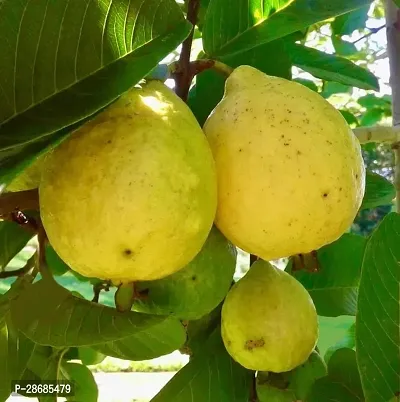 Corofitam Coconut Plant Mexican Cream Guava Plant