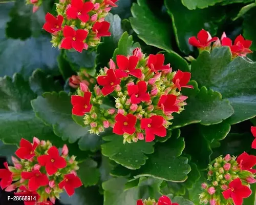 Corofitam Kalanchoe Plant Nature Kalanchoe Plant-thumb0