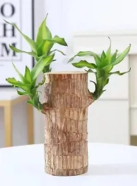 (PACK OF 1) Brazilian Lucky Bamboo Live Plant Good Luck Plant Lucky Brazil Wood Plant Healthy Indoor Feng Shui Plant For Home Decor (without Pot)-thumb2