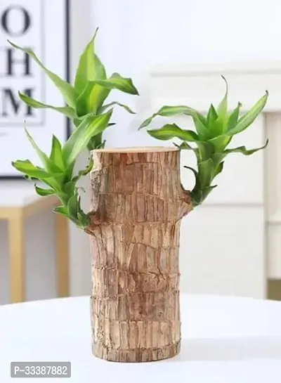 (PACK OF 1) Brazilian Lucky Bamboo Live Plant Good Luck Plant Lucky Brazil Wood Plant Healthy Indoor Feng Shui Plant For Home Decor (without Pot)-thumb3