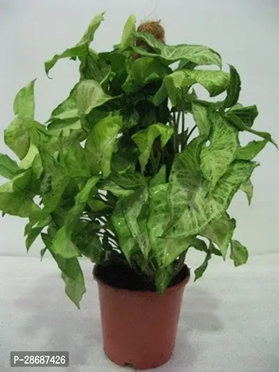 Corofitam Money Plant mll01-thumb0