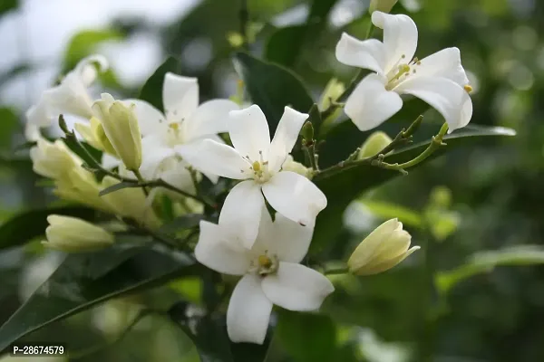 Corofitam Murraya Paniculata Plant Murraya Paniculata Kamini Flower Plant CF0001-thumb0