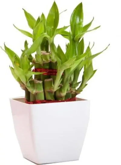 Must Have Plant & Planters 