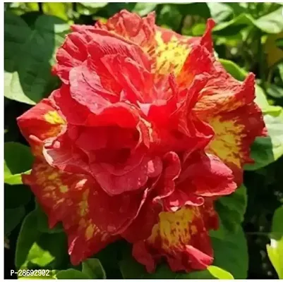 Corofitam Hibiscus Plant Hibiscus Plant ( Global International Hibiscus Plant )-thumb0