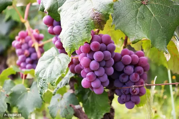 Corofitam Grapes Plant FINGAR FRUIT PLANT CB-thumb0