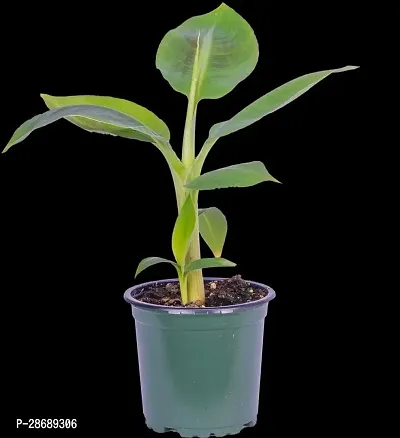 Corofitam Banana Plant Banana Live Plant-thumb0