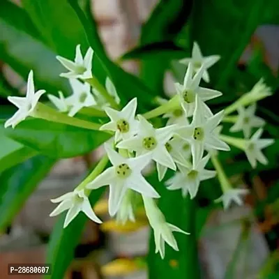 Corofitam Night Bloom Jasmine Plant RatraniNight blooming Jasmine plant-thumb2