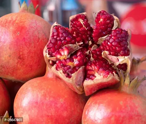 Corofitam Pomegranate Plant POMEGRANATEBEDANA PLANT-P7-thumb2