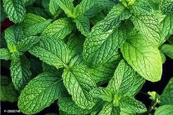 Corofitam Mint Plant MINT PLANT OKHY-thumb3