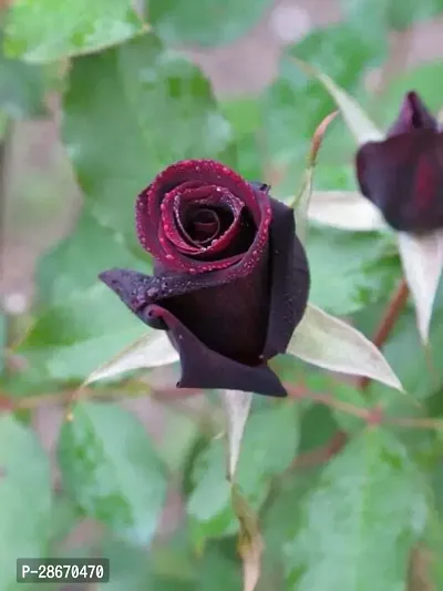 Corofitam Rose Plant RED ROSE PLANT-thumb0