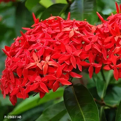 Corofitam Ixora Plant IXORA PLANT XO-thumb2