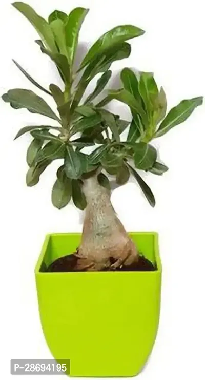 Corofitam Adenium Plant MVPANTOJ_1010-thumb0