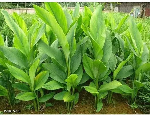 Corofitam Turmeric Plant TURMERIC PLANT-thumb3