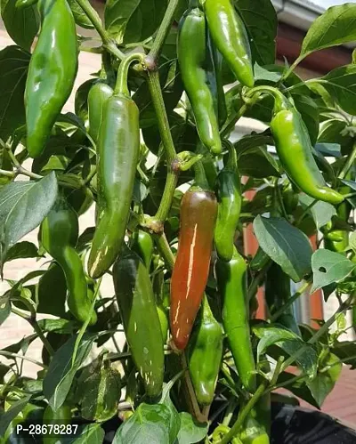 Mirchchilli Plant-thumb0