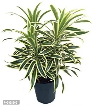 Corofitam Dracaena Plant Dracaena Cinnabari Song of India plant,Good Luck Special Plant-thumb2