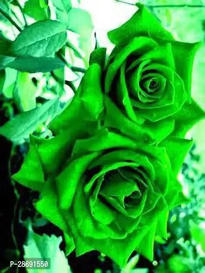 Corofitam Rose Plant Green Rose Plant 01.-thumb2