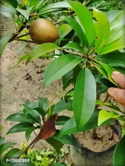 Corofitam Chiku Plant Live Fruit Plant Manilkara Zapota,Sapodilla, Sapota, chikoo, Chico, Naseberry, or Nispero Sapota Chikoo SapotaChikoo Healthy (Thailand Variety) for Home and Outdoor Garden.V401