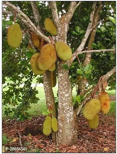 Corofitam Jack Fruit Plant Rare Jack Fruit Tree Outdoor Fruit Plant-thumb0