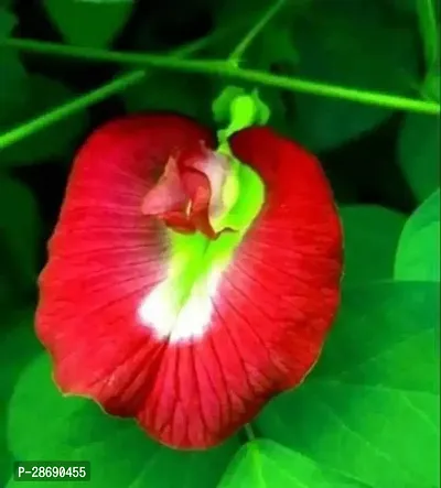 Corofitam Aparajita Butterfly Pea Plant Aparajita Red Color Flower Plant-thumb0
