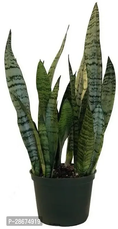 Corofitam Snake Plant PLT-084-thumb0