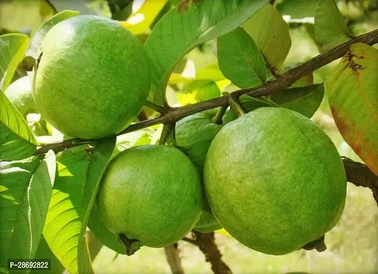 Corofitam Guava Plant Arka Mridula Guava Plant-thumb2