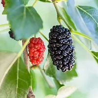 Corofitam ShahtootMulberry Plant Mulberry Fruit Plants-thumb2