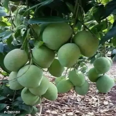 Corofitam Mango Plant Lakshmanbhog Mango Hybrid Plant For Outdoor Garden-thumb0