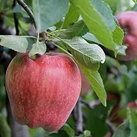 Corofitam Apple Plant APPLE PLANT EWSS-thumb2