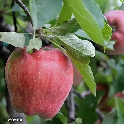 Corofitam Apple Plant APPLE PLANT EWSS-thumb3