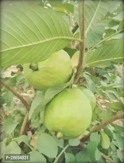 Corofitam Guava Plant Allahabad Safeda Dwraf Variant Live Guava Amrud Amrood Plant-thumb0