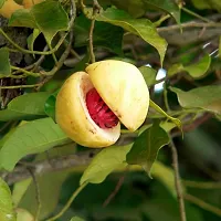 Corofitam ZZ Plant Nutmeg Jayfal Live Plant, Myristica Fragrans Medicinal Garden Plant(1 Healthy Live Plant)-thumb1