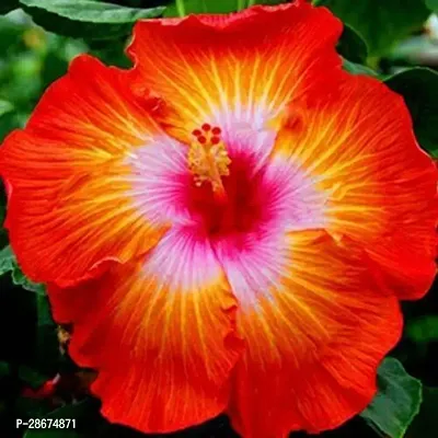 Corofitam Hibiscus Plant Gaint Hibiscus-thumb0