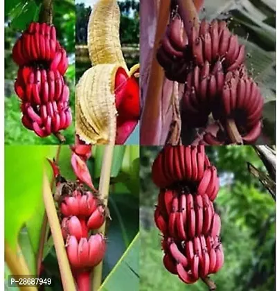 Corofitam Banana Plant KELA33-thumb0