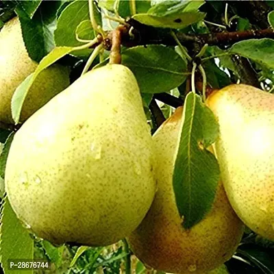 Corofitam Pear Plant NaspatiNashpati Pear TastyHealthy Fruit LivePlant-thumb2