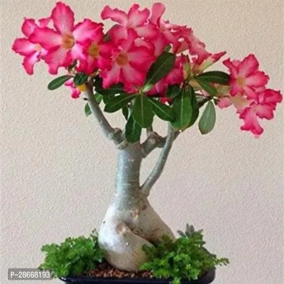 Corofitam Adenium Plant Bonsai Adenium Desert Rose grafted for home office decorative table plant from plants valleys