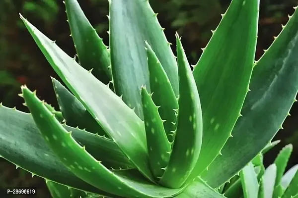 Corofitam Aloe Vera Plant alovera plant 0022-thumb0