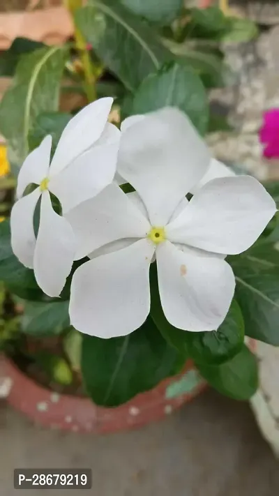 Corofitam Sadabahar Plant HYBRID WHITE PERIWINKLE LIVE PLANT